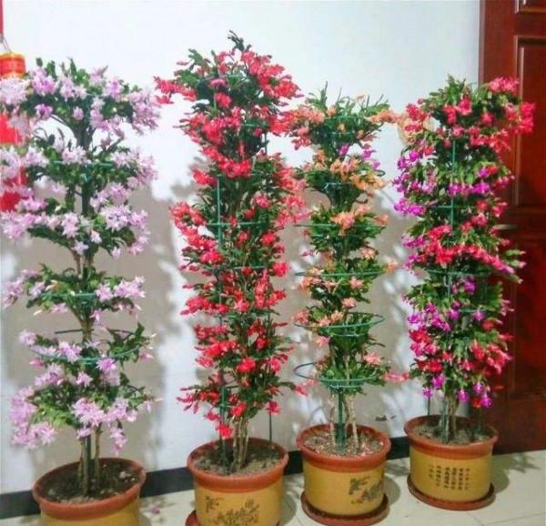 6種&OpenCurlyDoubleQuote;皮實花&rdquo;，管得越少越愛長，養成&OpenCurlyDoubleQuote;大花樹&rdquo;，高檔又貴氣