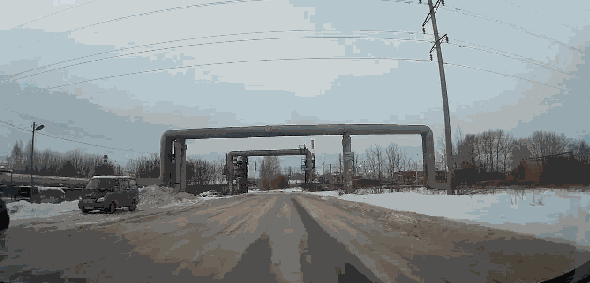 1891歲大樹的年輪，大象推翻汽車，喜鵲騎著白頭鷹，鬣狗飼養員