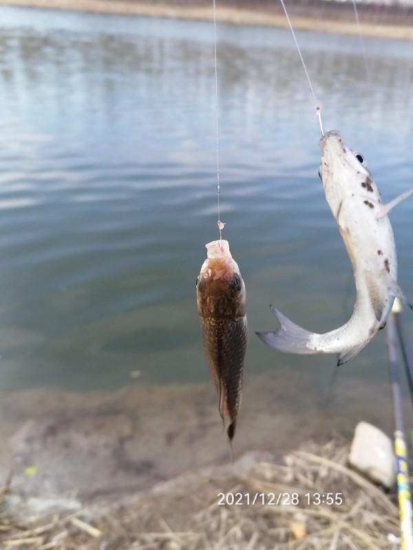 不斷改變作釣思路，寒冷冬季也能釣大板鯽