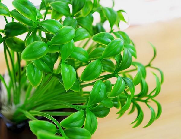 淘米水、黃豆水養花，都不如這“2種料”，入冬不黃葉，越長越旺