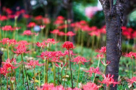 彼岸花開!千年古鎮的夏末一壟香 彼岸花開!千年古鎮的夏末一壟香