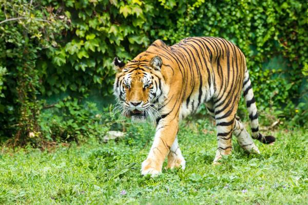 虎年說老虎：中國&mdash;&mdash;老虎種類的大國，老虎數量的小國