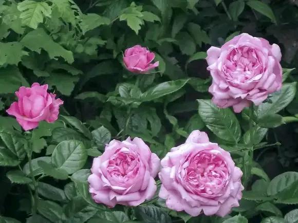 月季品種裡，據有牡丹月季之稱的6個品種，爭奇鬥豔，美不勝收