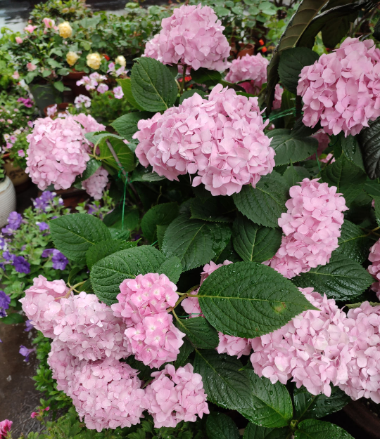沒有花的天台不完整，種這3種花，天台秒變“空中花園”