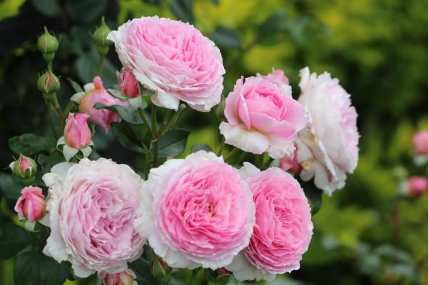 最美月季花 最美月季花