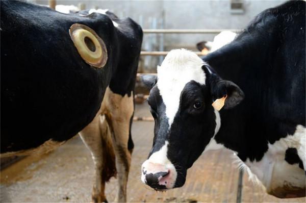 為什麼要在牛身上開個洞，還經常用手掏，難道它們不會痛嗎？