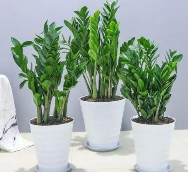 客廳養6種新鮮植物，空氣清新，端莊大氣