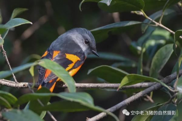 府山的彩色“小辣椒”