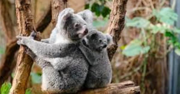 澳洲考拉陷絕種危機!衣原體強襲,染上恐失明、不孕 澳洲考拉陷絕種危機!衣原體強襲,染上恐失明、不孕