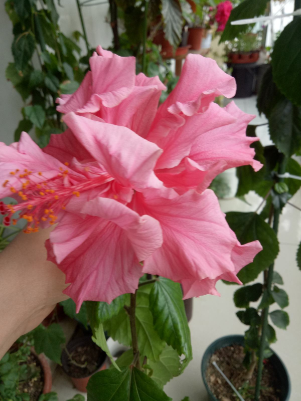 年底去花市，千萬要注意“避坑”，不然多花好多冤枉錢