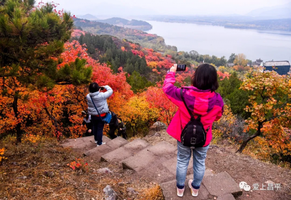 氣溫驟降,昌平這6個賞紅葉地即將登場,提前收藏 氣溫驟降,昌平這6個賞紅葉地即將登場,提前收藏