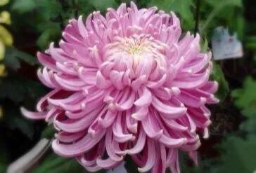 兼六香菊-花團錦簇，端莊典雅，觀賞性極高