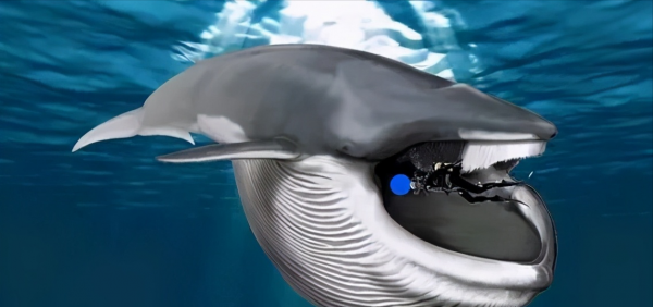 在鯨魚腹中是一種什麼感覺?一個手無寸鐵的人,還有機會逃生嗎? 在鯨魚腹中是一種什麼感覺?一個手無寸鐵的人,還有機會逃生嗎?