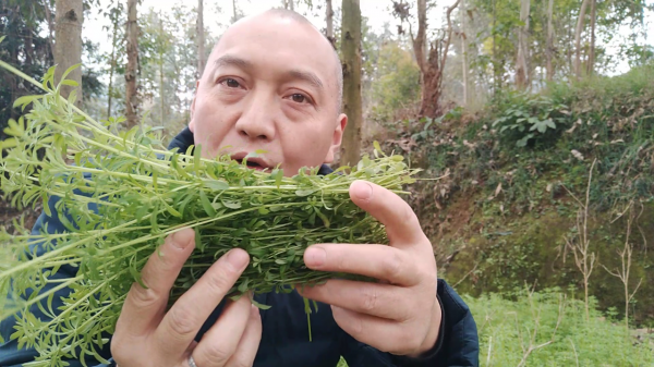 農村的&OpenCurlyDoubleQuote;鋸鋸滕&rdquo;有啥用？把它搗爛，跌打損傷有幫助