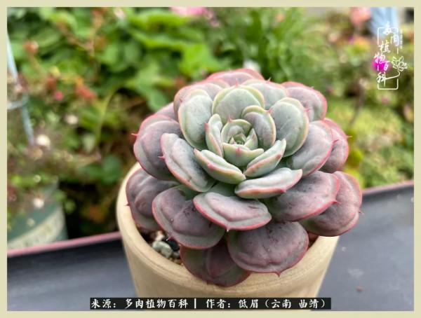 正是花好月圓時，再訪楊姐的屋頂花園