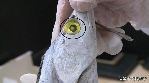 買帶魚:黑眼睛和黃眼睛哪種好?牢記3買4不買,帶魚新鮮味道正 買帶魚:黑眼睛和黃眼睛哪種好?牢記3買4不買,帶魚新鮮味道正