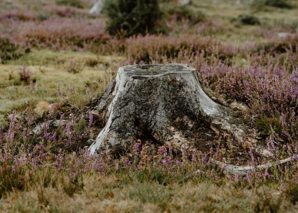 價值千金的金絲楠木，為什麼沒有人去種植呢？