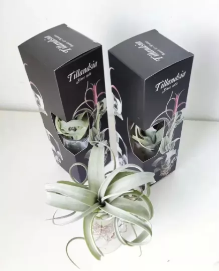 空氣鳳梨花捲家庭養護指南