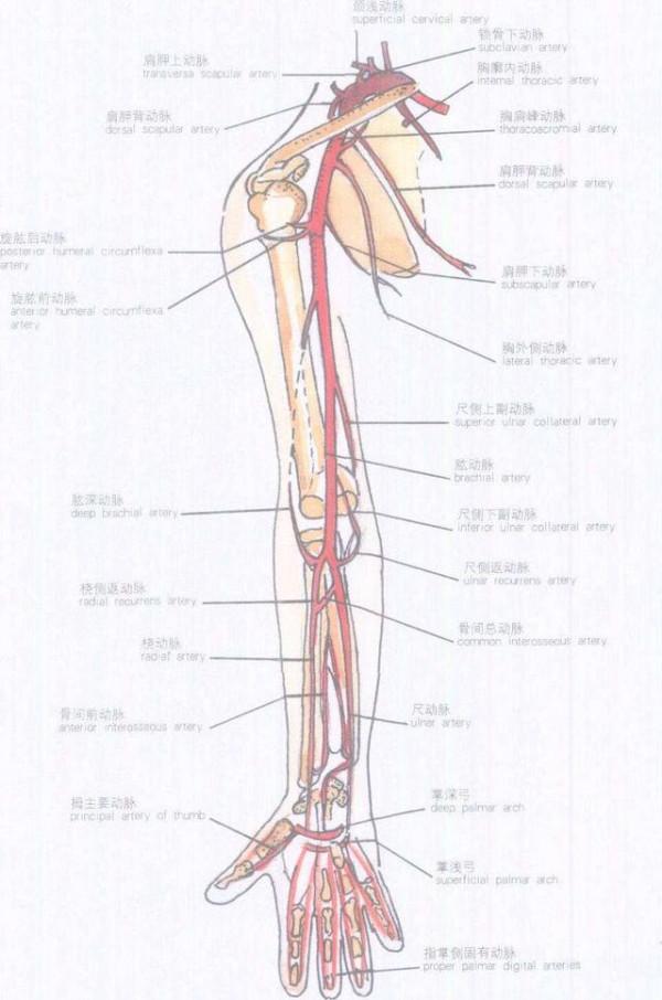 人類正在見證自己進化：手臂長出新血管，頸部出現新器官，進化論