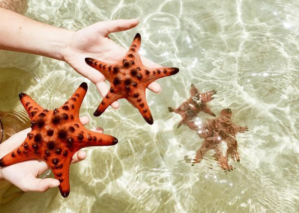 來少有人知的新晉網紅免籤海島，吃海鮮大餐，與海星一起拍照