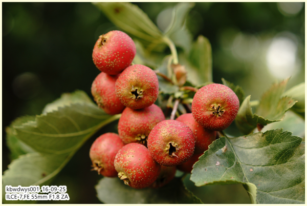 生活雜記：青州駝山山裡紅（20160927）