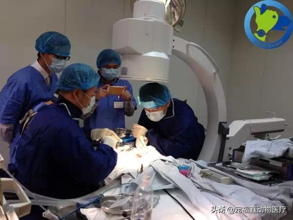 其實，我們不只會看貓和狗