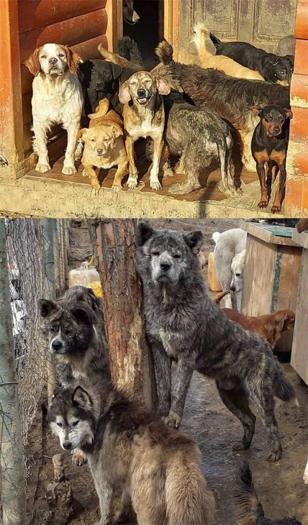 男子繼承母親遺志，20多年救助1000多隻流浪狗