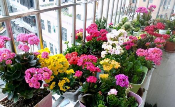 6種“年宵花”，漂亮又吉利，趁著秋天買，連著開花200天