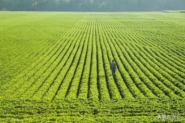 “加快高標準農田建設”，迎來2大好訊息，種糧農民獲利
