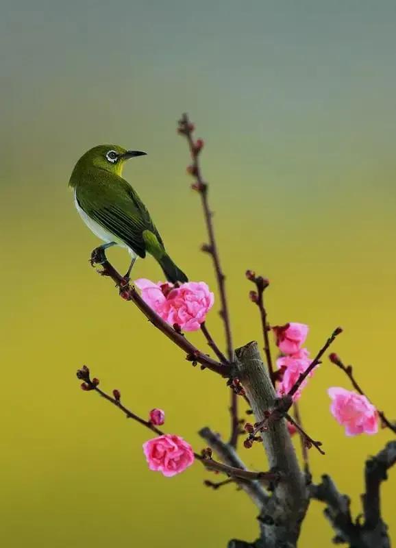 欲彰其能，愈顯其拙&mdash;&mdash;評瀚海封狼之&OpenCurlyDoubleQuote;毒舌點評&rdquo;