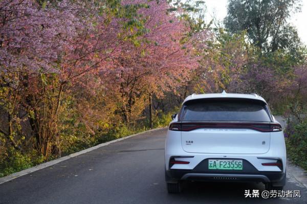 《小鳳用車生活》櫻花盛開，駕車自來