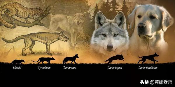 心機野狼如何被“招安”成了溫順家犬:很多時候,就是餓的 心機野狼如何被“招安”成了溫順家犬:很多時候,就是餓的