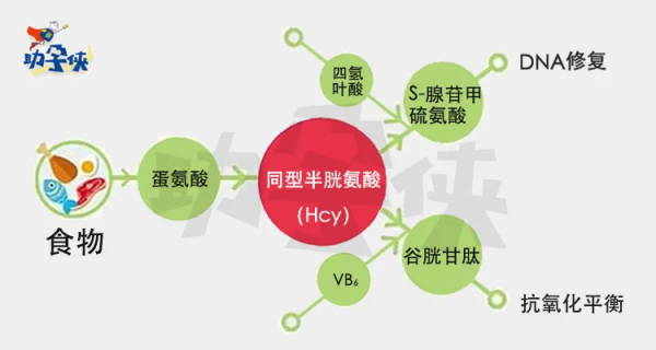 久備不孕可能是代謝問題?同型半胱氨酸你查了嗎? 久備不孕可能是代謝問題?同型半胱氨酸你查了嗎?