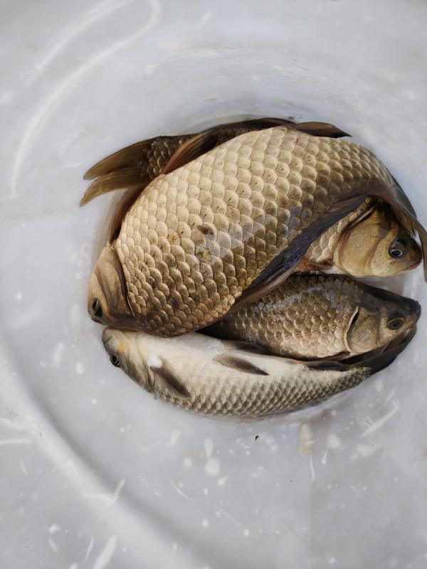 冬季釣魚堅持用小鉤細線軟竿，還要配合抄網