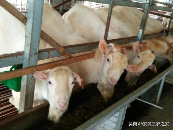 大學生利用30只羊創業，現在身價已1000萬，12年裡他究竟做了什麼