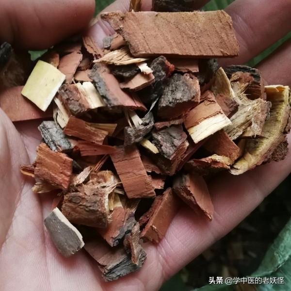 每天學習一味中藥——苦楝皮 每天學習一味中藥——苦楝皮
