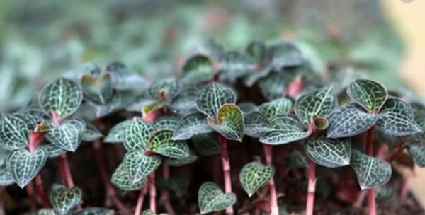 村民後山居然藏有珍稀藥材，藥王之稱的金線蓮，種植能月入萬元？