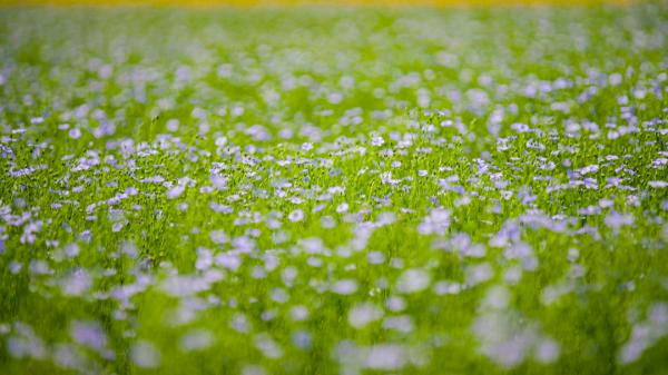 組圖 | 六盤山下好風光——夏日田園美景如畫 組圖 | 六盤山下好風光——夏日田園美景如畫