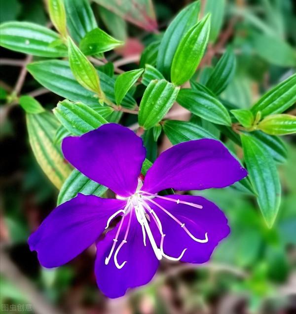 光看葉子就覺得很美，開花那一刻，我承認被驚豔到了