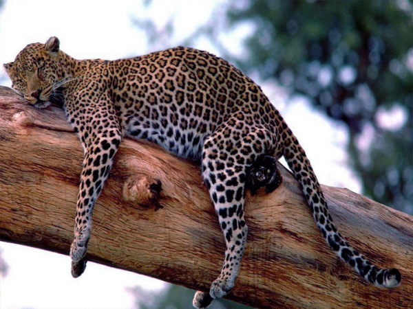 全球不足10只!“粉紅豹”驚現印度,有何特點?為何會長著草莓色 全球不足10只!“粉紅豹”驚現印度,有何特點?為何會長著草莓色