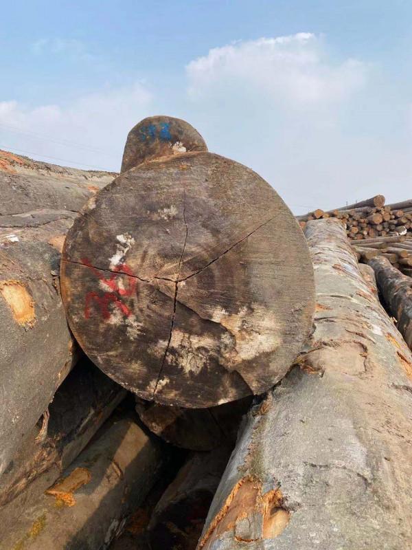可怕,有人買到爛心櫸木原木 可怕,有人買到爛心櫸木原木