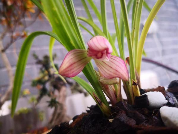 紅花荷瓣春蘭今春開花了