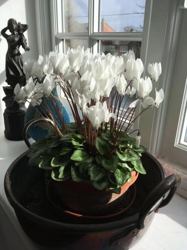 養盆栽仙客來掌握7點,養20~30年都不是問題,年年能開花 養盆栽仙客來掌握7點,養20~30年都不是問題,年年能開花