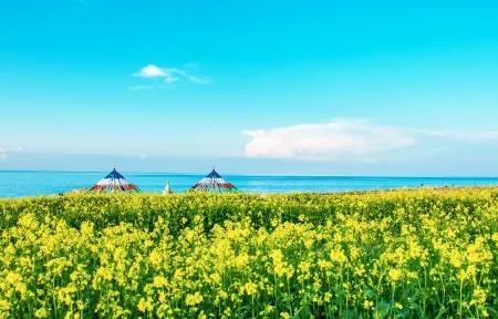 分享圖片，春天來了，滿山遍野的油菜花開了