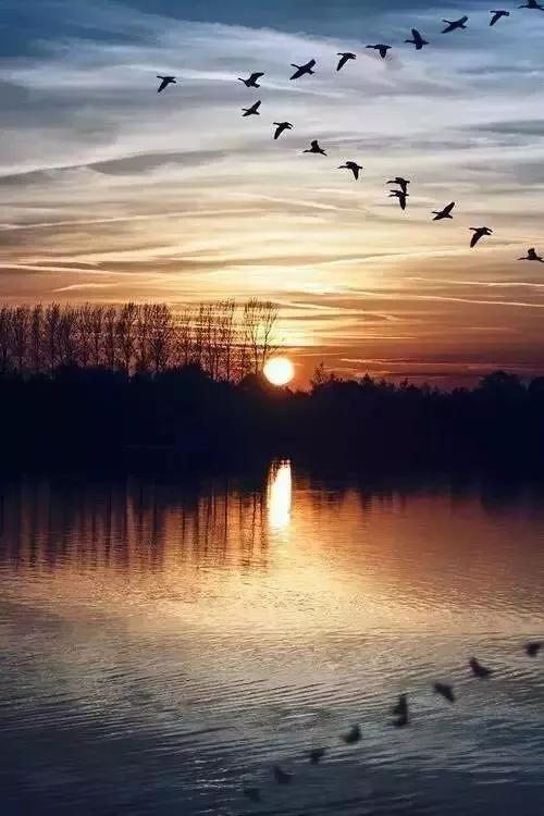 大雁南飛冬天來臨