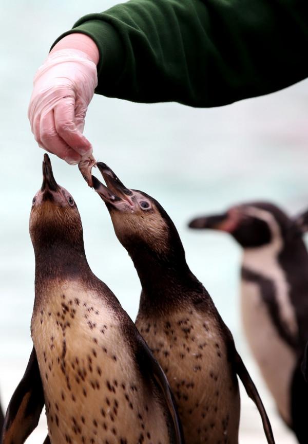 英國一動物園企鵝群暴發瘧疾