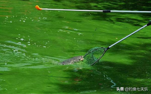 黑坑如何搶魚?運用好“三字”攻略法,提升“盤”到老闆的機率 黑坑如何搶魚?運用好“三字”攻略法,提升“盤”到老闆的機率