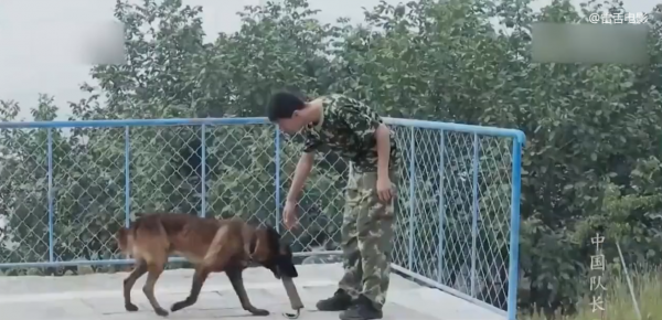 成為搜救犬有多難？爬障礙、鑽廢墟，每天訓練8小時！紀錄片