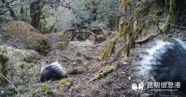 轎子山保護區捕捉到豪豬晝間活動影像