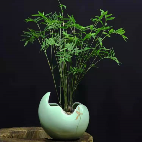 家中養&OpenCurlyDoubleQuote;5種竹&rdquo;，富貴不俗，護家祥瑞，好日子節節高升